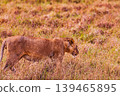 Kenya Photographers By Antony Trivet Photography 139465895