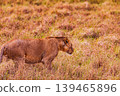 Kenya Photographers By Antony Trivet Photography 139465896