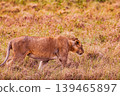 Kenya Photographers By Antony Trivet Photography 139465897