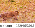 Kenya Photographers By Antony Trivet Photography 139465898