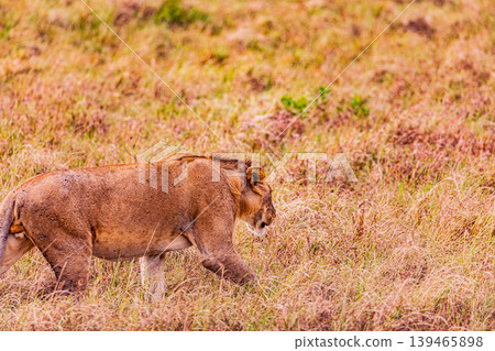 Kenya Photographers By Antony Trivet Photography Kenya Photographers By Antony Trivet Photography 139465898