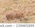 Kenya Photographers By Antony Trivet Photography 139465899