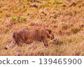 Kenya Photographers By Antony Trivet Photography 139465900