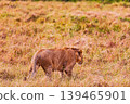 Kenya Photographers By Antony Trivet Photography 139465901