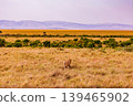Kenya Photographers By Antony Trivet Photography 139465902