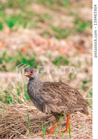 Kenya Photographers By Antony Trivet Photography 139465904