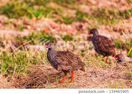 Kenya Photographers By Antony Trivet Photography Kenya Photographers By Antony Trivet Photography 139465905