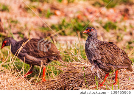 Kenya Photographers By Antony Trivet Photography 139465906
