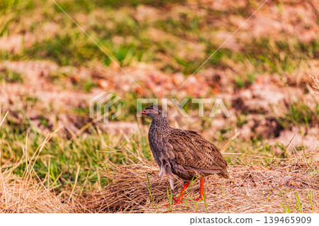 Kenya Photographers By Antony Trivet Photography 139465909