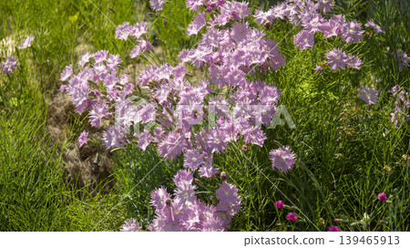 pink carnation pink carnation 139465913