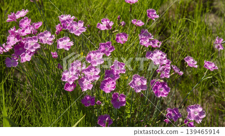 pink carnation 139465914