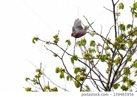 A red finch taking flight A red finch taking flight 139465956