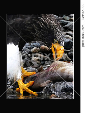 A close-up portrait capturing the wild power of a Steller's sea eagle with its piercing gaze. A close-up portrait capturing the wild power of a Steller's sea eagle with its piercing gaze. 139465990