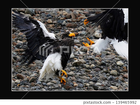 The moment two Steller's sea eagles fight. The moment two Steller's sea eagles fight. 139465992