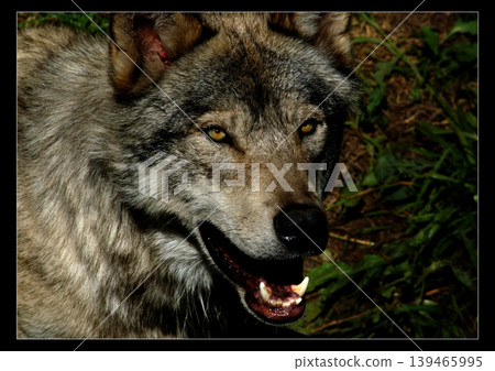 A wolf with a sharp gaze: A portrait capturing the raw power of the wild. A wolf with a sharp gaze: A portrait capturing the raw power of the wild. 139465995