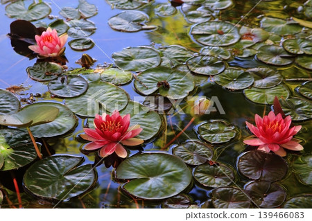 Red lily lot Red lily lot 139466083