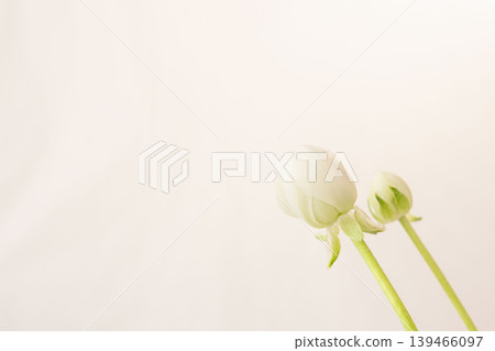 白色毛茛花苞的室內照片 01 139466097