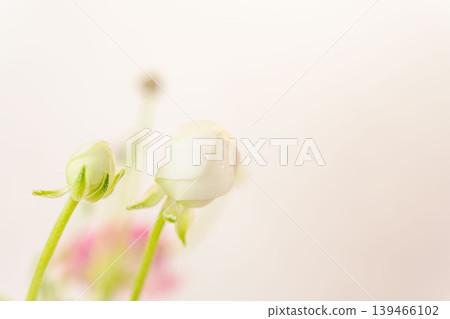 Indoor photo of a white ranunculus bud 06 Indoor photo of a white ranunculus bud 06 139466102
