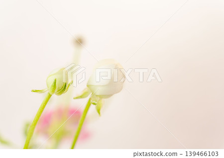 Indoor photo of a white ranunculus bud 07 Indoor photo of a white ranunculus bud 07 139466103