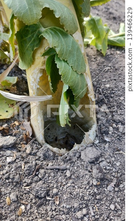 Animal damage to radishes | Examples of damage that looks like the radish has been hollowed out. Animal damage to radishes | Examples of damage that looks like the radish has been hollowed out. 139466229