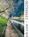 Scenery with cherry blossoms 139466290