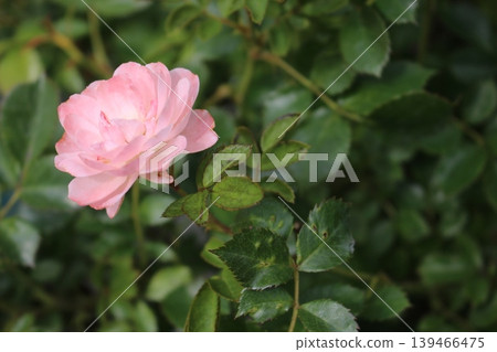 A moist white rose, drenched in rain... A moist white rose, drenched in rain... 139466475