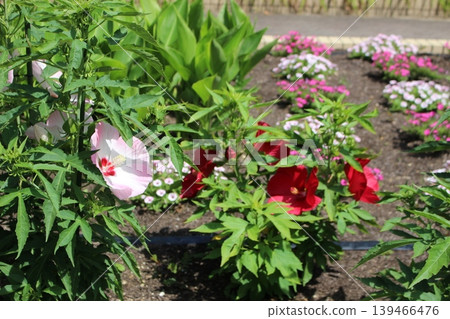 Red flower hibiscus Red flower hibiscus 139466476