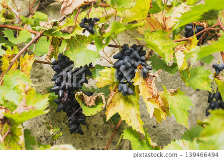 Grapes vineyard Philipp, fruit vine agriculture harvest wine nature organic farming Grapes vineyard Philipp, fruit vine agriculture harvest wine nature organic farming 139466494