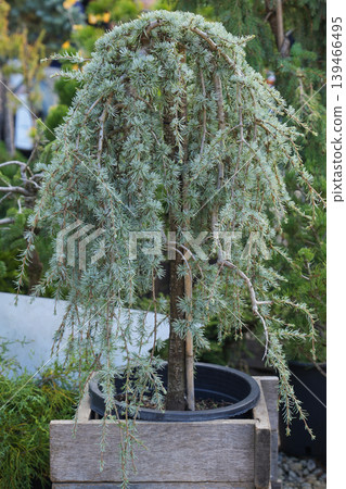 Weeping blue conifer tree cedar in container at specialty nursery display Weeping blue conifer tree cedar in container at specialty nursery display 139466495