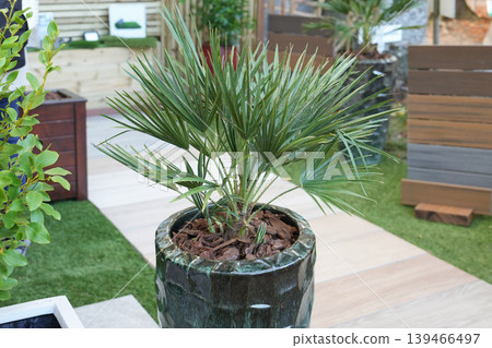 Small palm tree planted in tall green ceramic garden pot Small palm tree planted in tall green ceramic garden pot 139466497