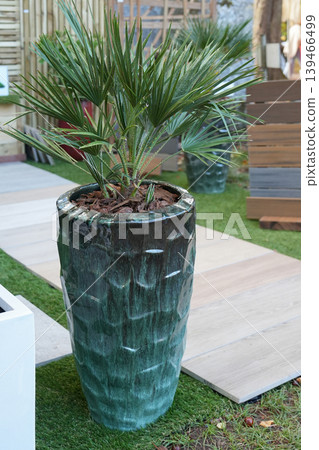 Small palm tree planted in tall green ceramic garden pot Small palm tree planted in tall green ceramic garden pot 139466499