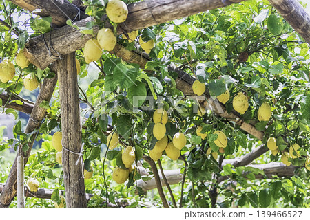 Lemons: a taste of mediterranean sunshine in Amalfi Coast, Italy Lemons: a taste of mediterranean sunshine in Amalfi Coast, Italy 139466527