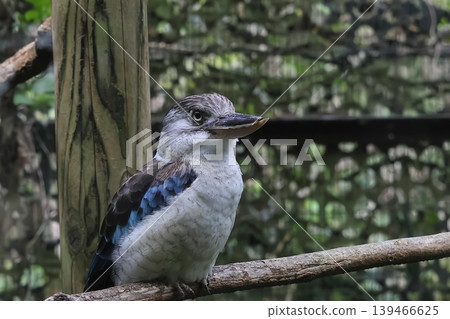 Ao-Banewarai kingfisher Ao-Banewarai kingfisher 139466625