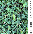 A tree frog hiding in the grass 139466635