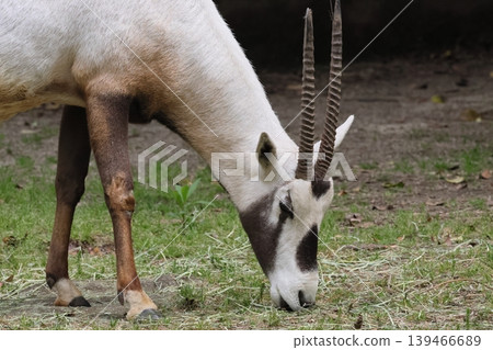 Arabian Orix 139466689