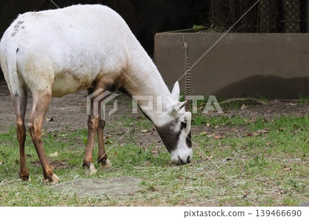 Arabian Orix 139466690