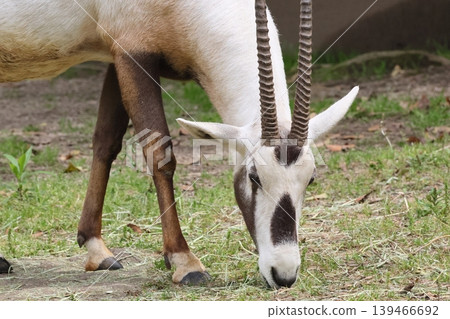 Arabian Orix Arabian Orix 139466692