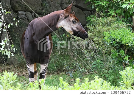 Okapi Okapi 139466732