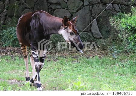 Okapi Okapi 139466733