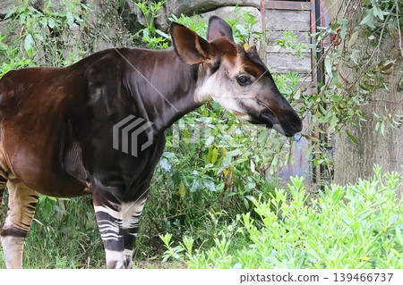 Okapi Okapi 139466737