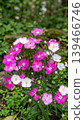 A flowerbed of pink and white dianthus (carnations) that shines in natural light. 139466746