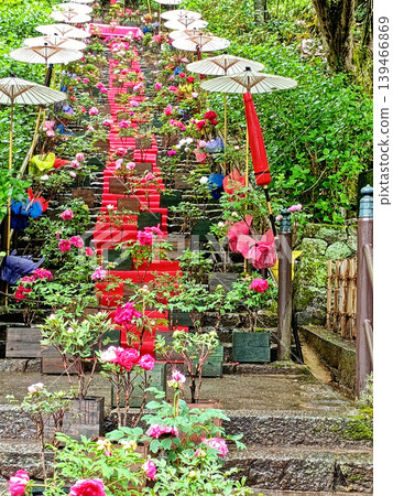 The peony corridor and stone steps of Hase-dera Temple, wet with rain. The peony corridor and stone steps of Hase-dera Temple, wet with rain. 139466869