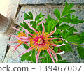 獨特的西番蓮花朵特寫 139467007