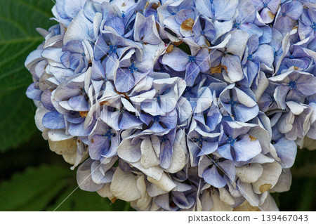 hydrangea hydrangea 139467043