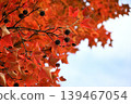 Autumn leaves of American Fu 139467054