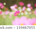  Cosmos field 139467055