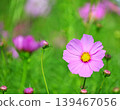  Cosmos field 139467056