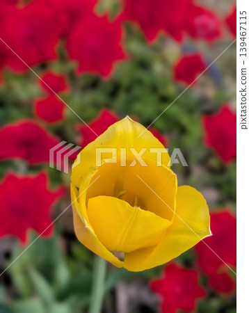 Tulips and Anemones 139467115