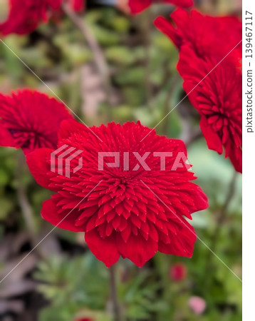 紅海葵 紅海葵 139467117