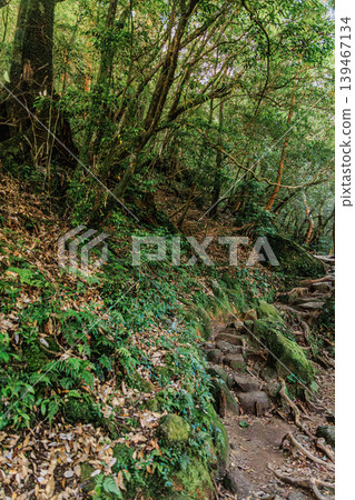 A fantastical forest spreading across Shiratani Unsuikyo Gorge on Yakushima Island A fantastical forest spreading across Shiratani Unsuikyo Gorge on Yakushima Island 139467134